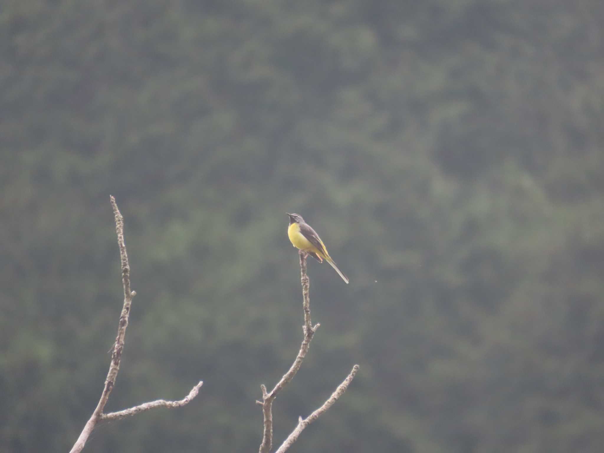 Photo of Grey Wagtail at 伊豆市、沼津市 by さきやっこ（2号）