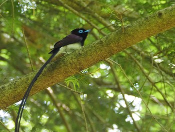 サンコウチョウ 栃木県民の森 2023年5月21日(日)