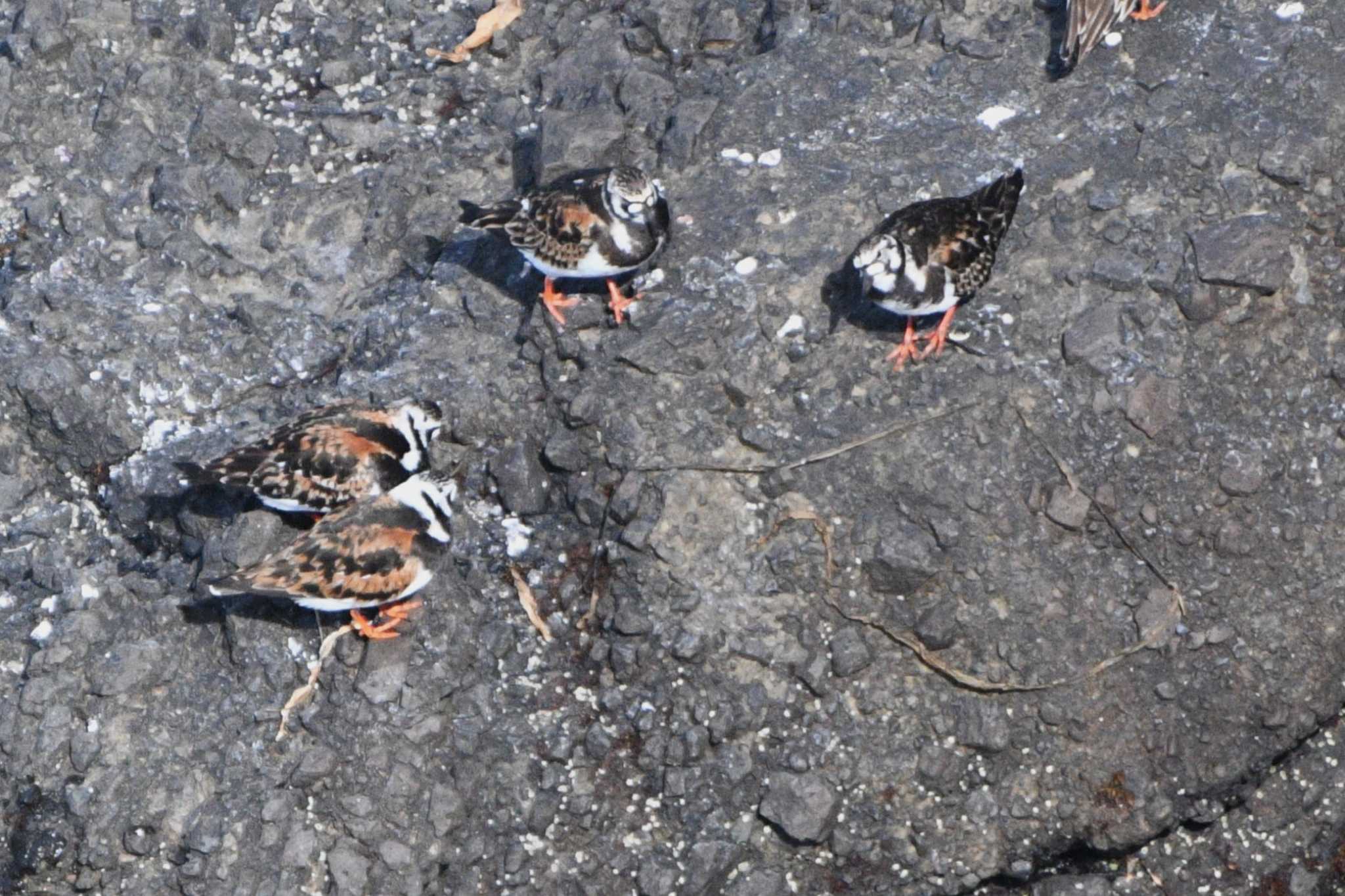 霧多布岬 キョウジョシギの写真