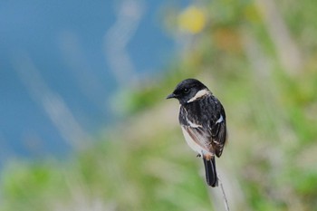 2023年5月15日(月) 霧多布岬の野鳥観察記録