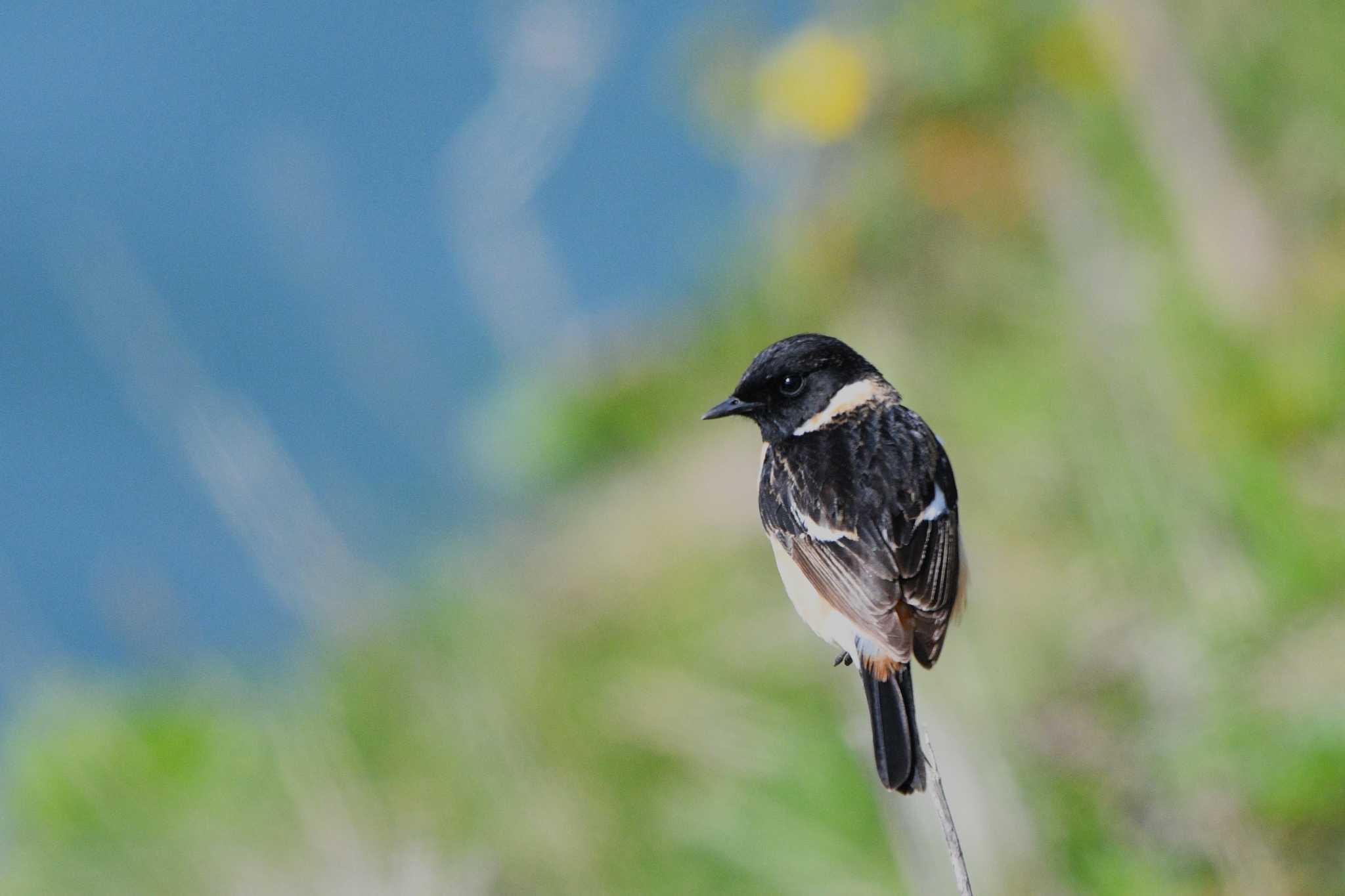 Amur Stonechat