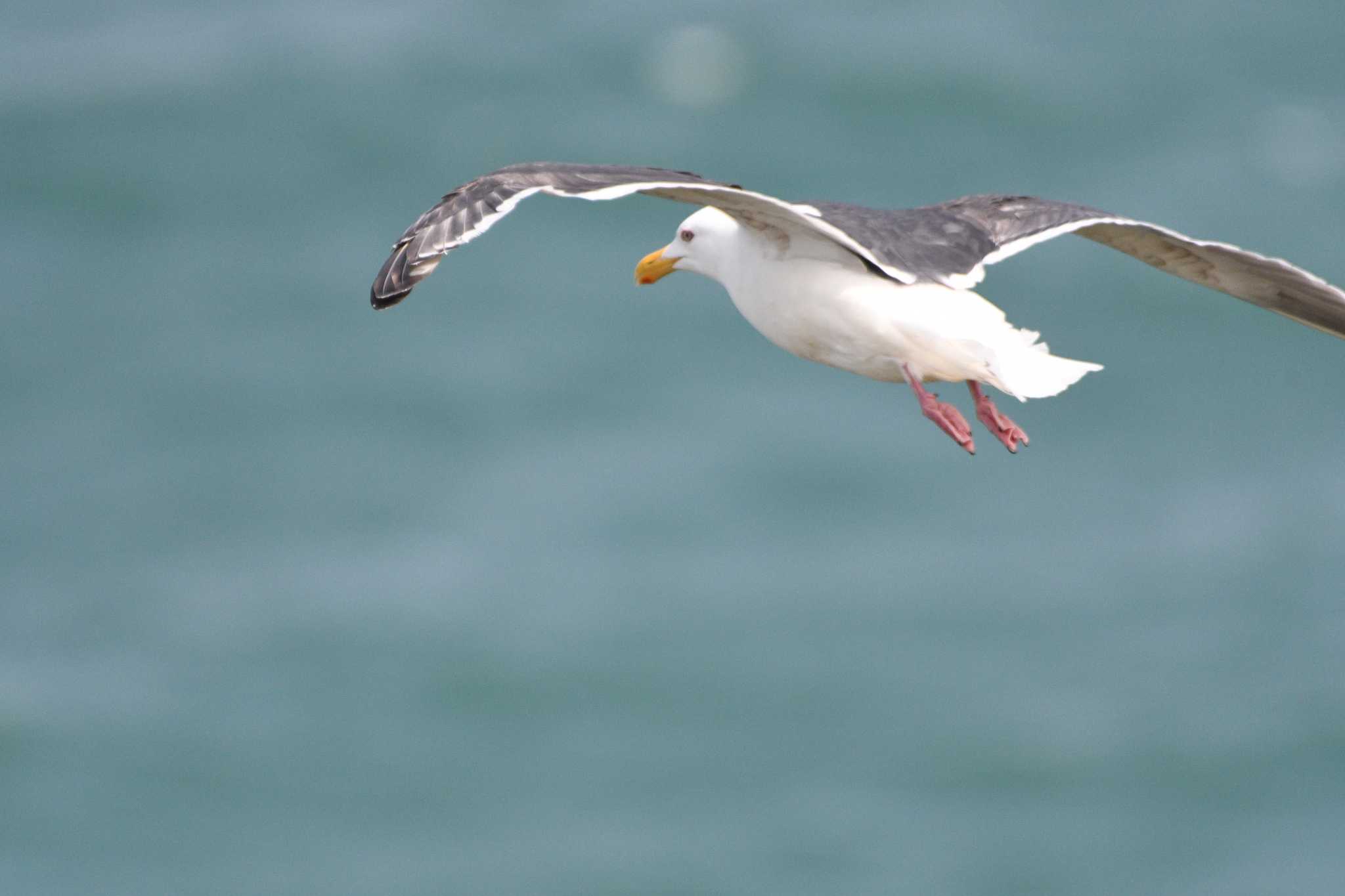 Slaty-backed Gull