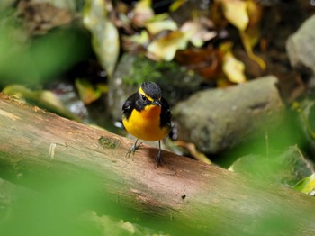 Narcissus Flycatcher 岩出市 Sun, 5/28/2023