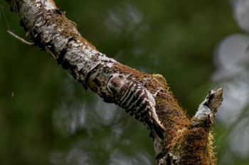 Japanese Pygmy Woodpecker 八王子城跡 Sun, 5/28/2023