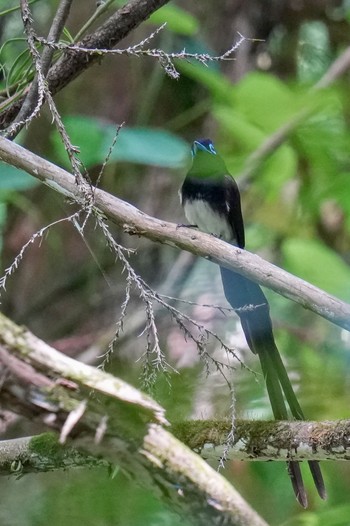 Black Paradise Flycatcher 八王子城跡 Sun, 5/28/2023