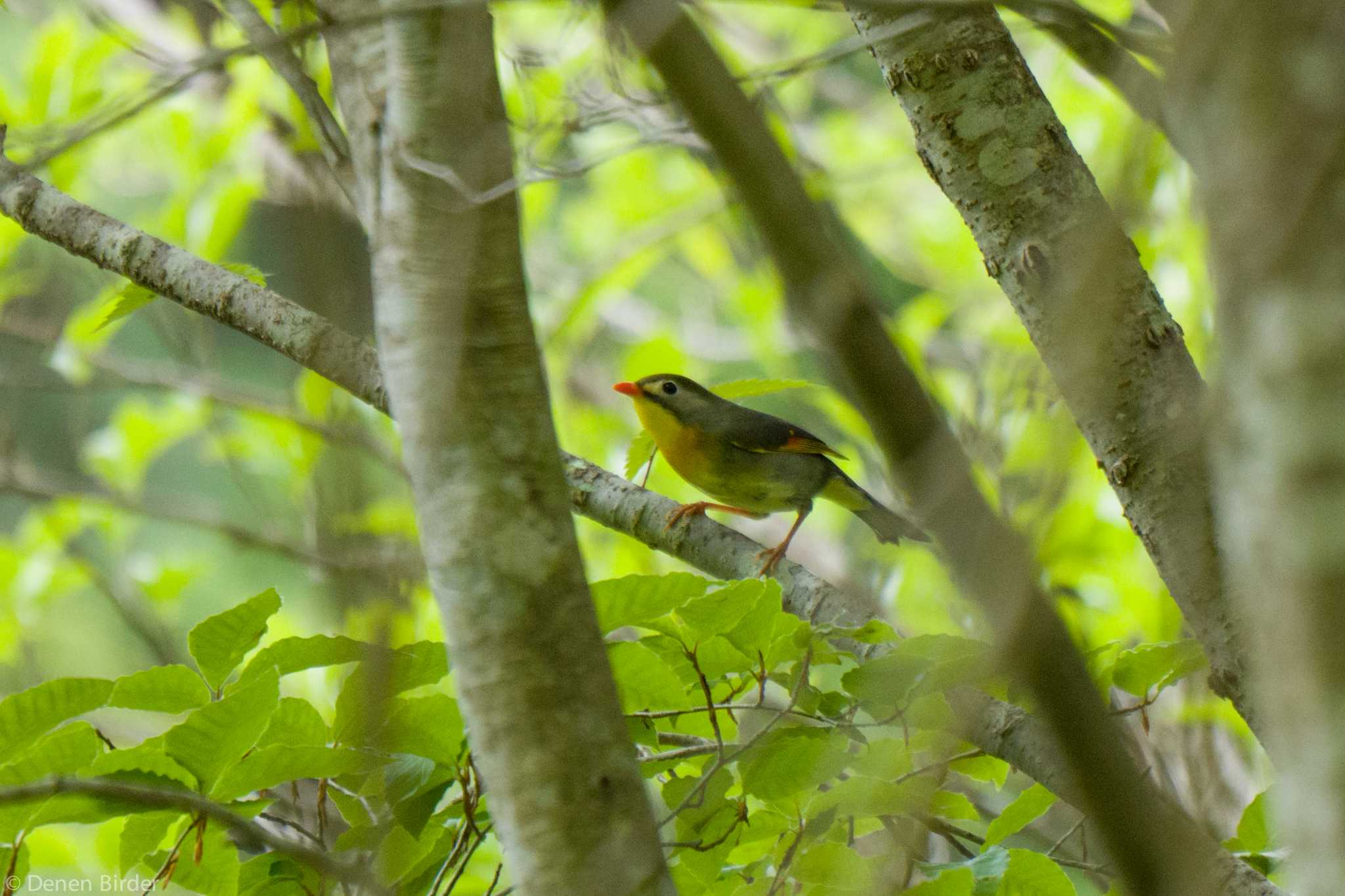 西臼塚 ソウシチョウの写真 by 田園Birder