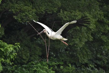 コウノトリ コウノトリの里(野田市) 2023年5月30日(火)