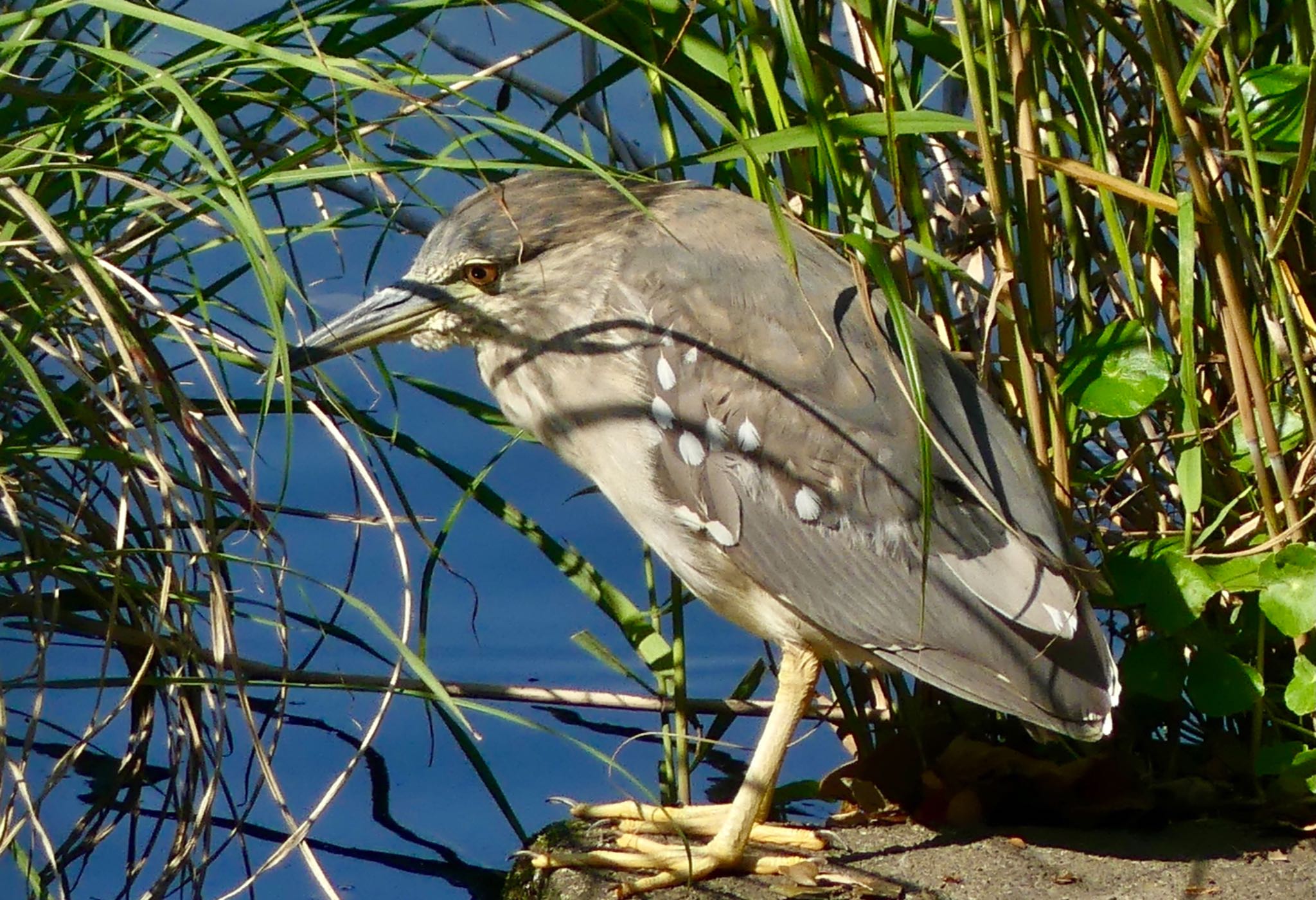 Black-crowned Night Heron