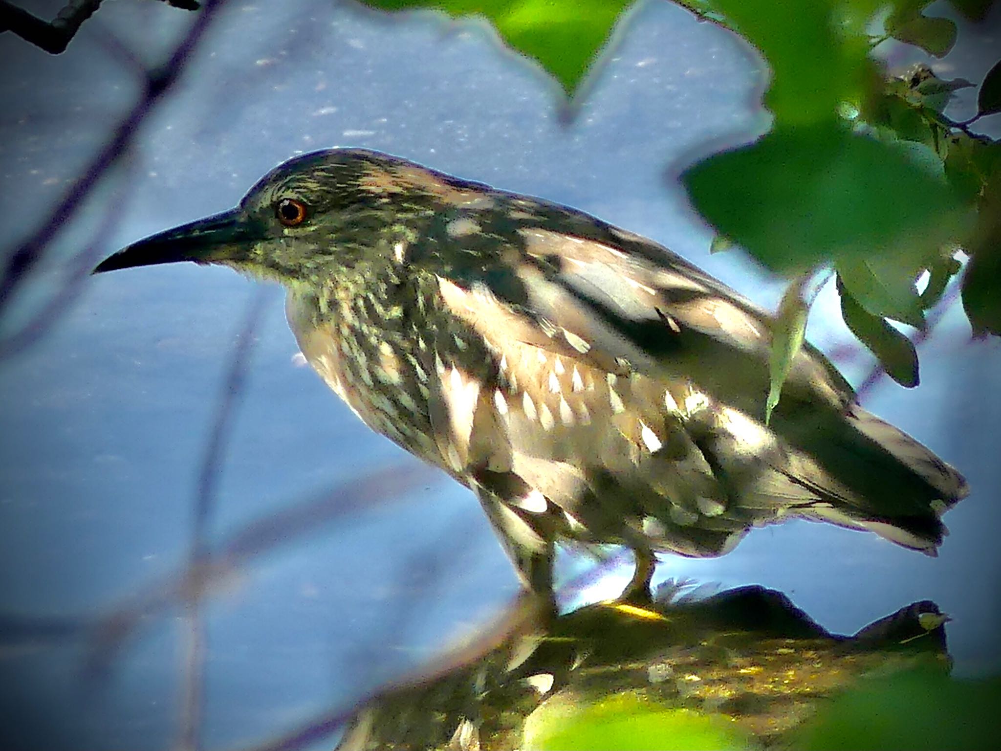 Black-crowned Night Heron