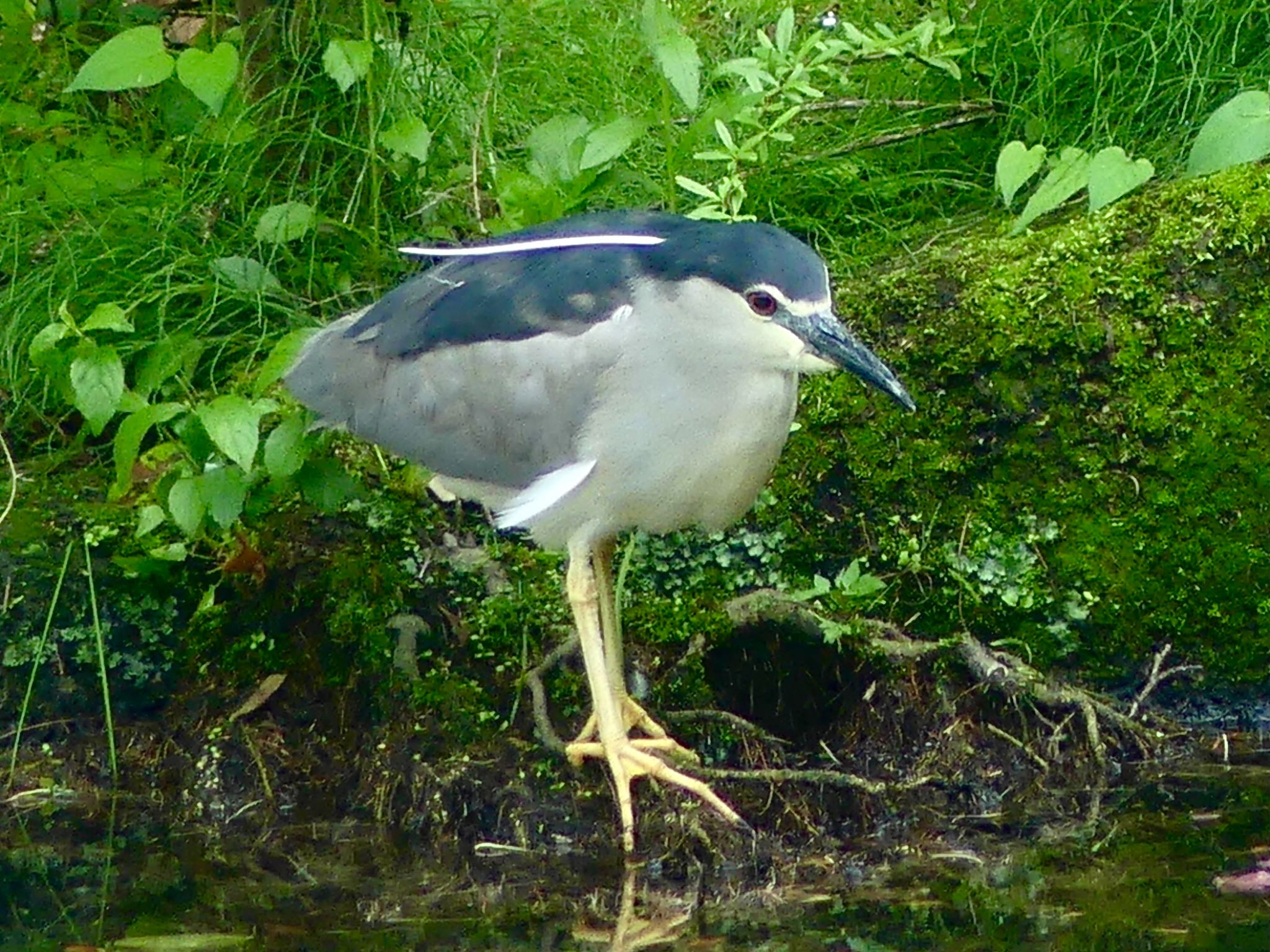 小畔水鳥の郷公園 ゴイサギの写真