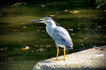 ササゴイ 小畔水鳥の郷公園 2023年5月30日(火)