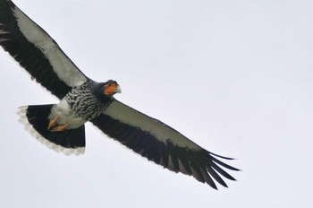 マダラコシジロカラカラ Mindo(Ecuador) 2023年5月24日(水)