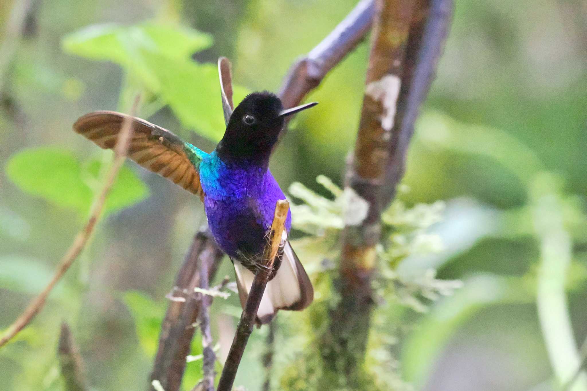 Mindo(Ecuador) フジイロハチドリの写真 by 藤原奏冥