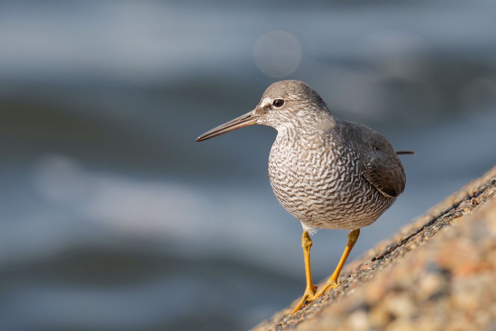 Photo of Wandering Tattler at 日の出三番瀬沿い緑道 by アポちん