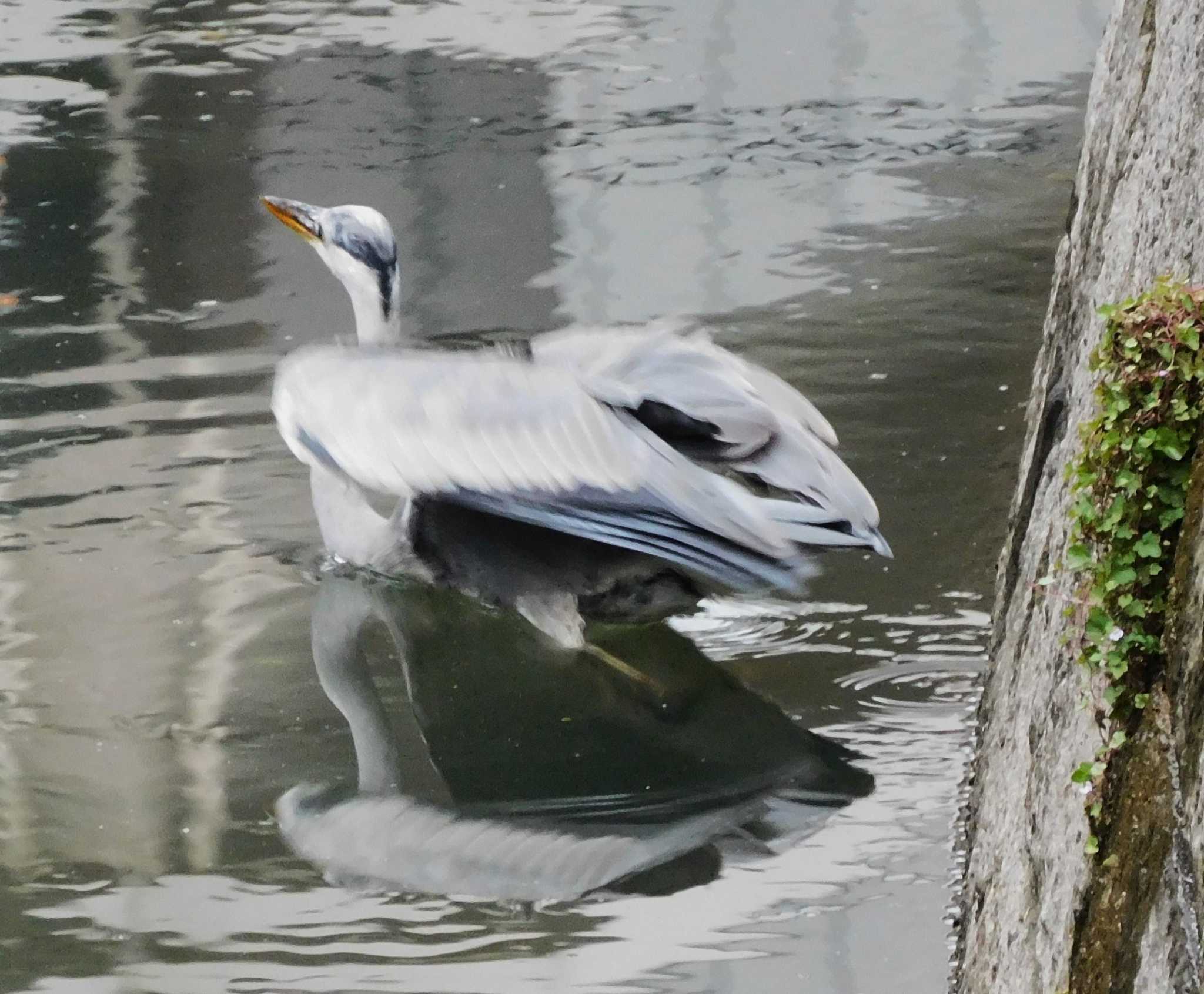 平和の森公園、妙正寺川 アオサギの写真