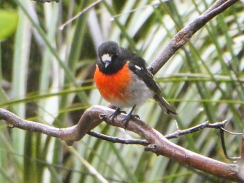 Scarlet Robin Kaiserstuhl Conservation Park, Tanunda, SA, Australia Sat, 5/27/2023