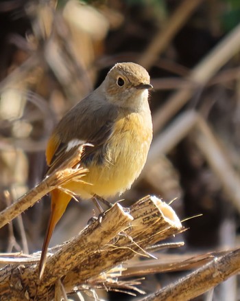 Daurian Redstart 山田緑地 Wed, 2/15/2023