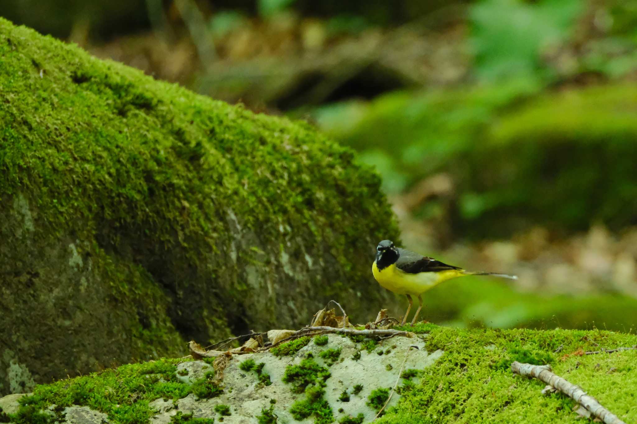 Photo of Grey Wagtail at 尚仁沢湧水 by MNB EBSW