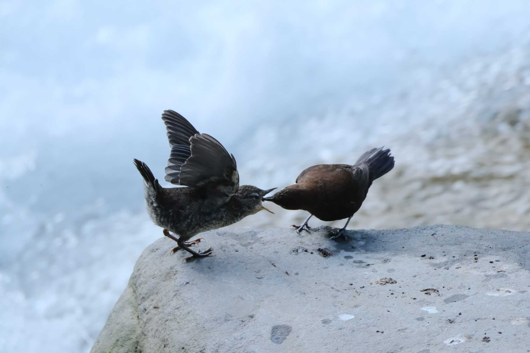 Brown Dipper