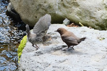 Brown Dipper 尚仁沢湧水 Wed, 5/31/2023