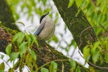 Azure-winged Magpie Mizumoto Park Sat, 5/20/2023