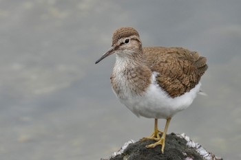 Common Sandpiper Tokyo Port Wild Bird Park Sat, 5/13/2023