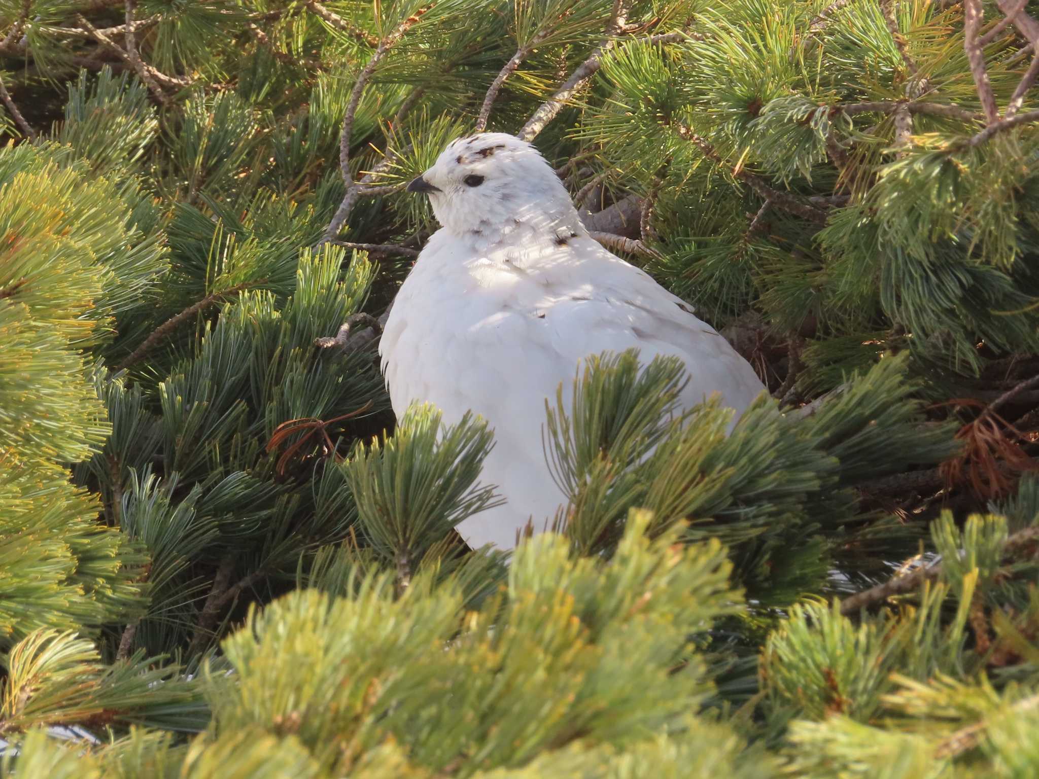 室堂平 ライチョウの写真