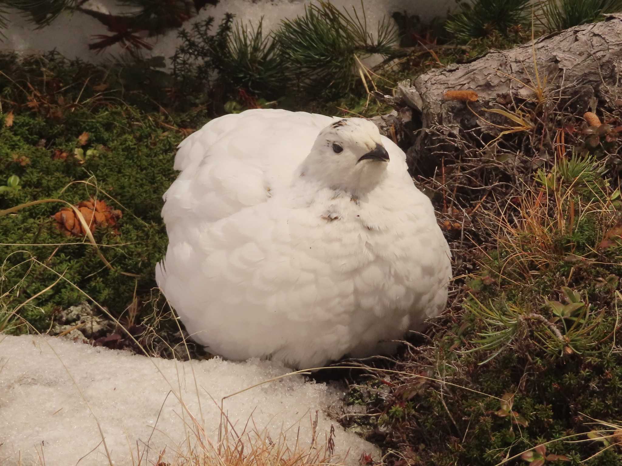 室堂平 ライチョウの写真