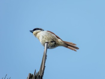 Tiger Shrike 新潟県 Thu, 6/1/2023