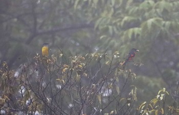 Scarlet Minivet Cuc Phuong National Park Wed, 5/3/2023