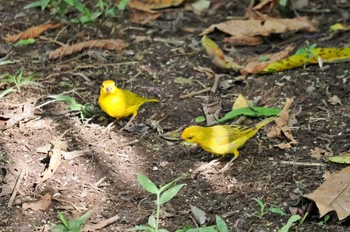 キンノジコ Mindo(Ecuador) 撮影日未設定