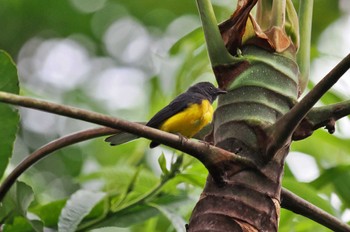 Grey-and-gold Warbler