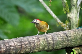 Golden-olive Woodpecker