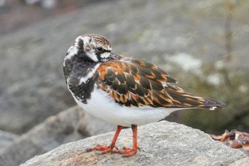 Ruddy Turnstone Tokyo Port Wild Bird Park Sat, 5/13/2023