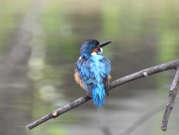 カワセミ 航空公園 2023年6月1日(木)