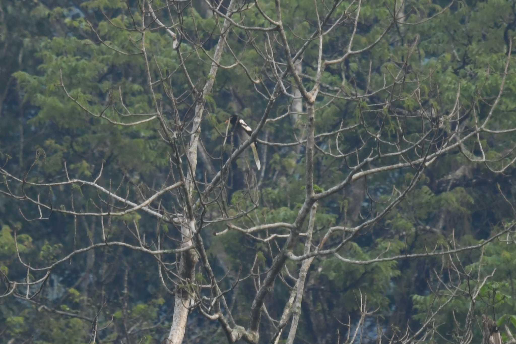 Photo of White-winged Magpie at ベトナム by でみこ