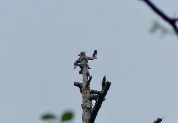 Blue-and-white Flycatcher Senjogahara Marshland Sat, 5/27/2023
