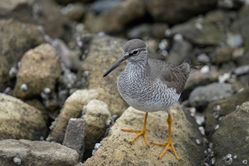 Grey-tailed Tattler Tokyo Port Wild Bird Park Sat, 5/13/2023