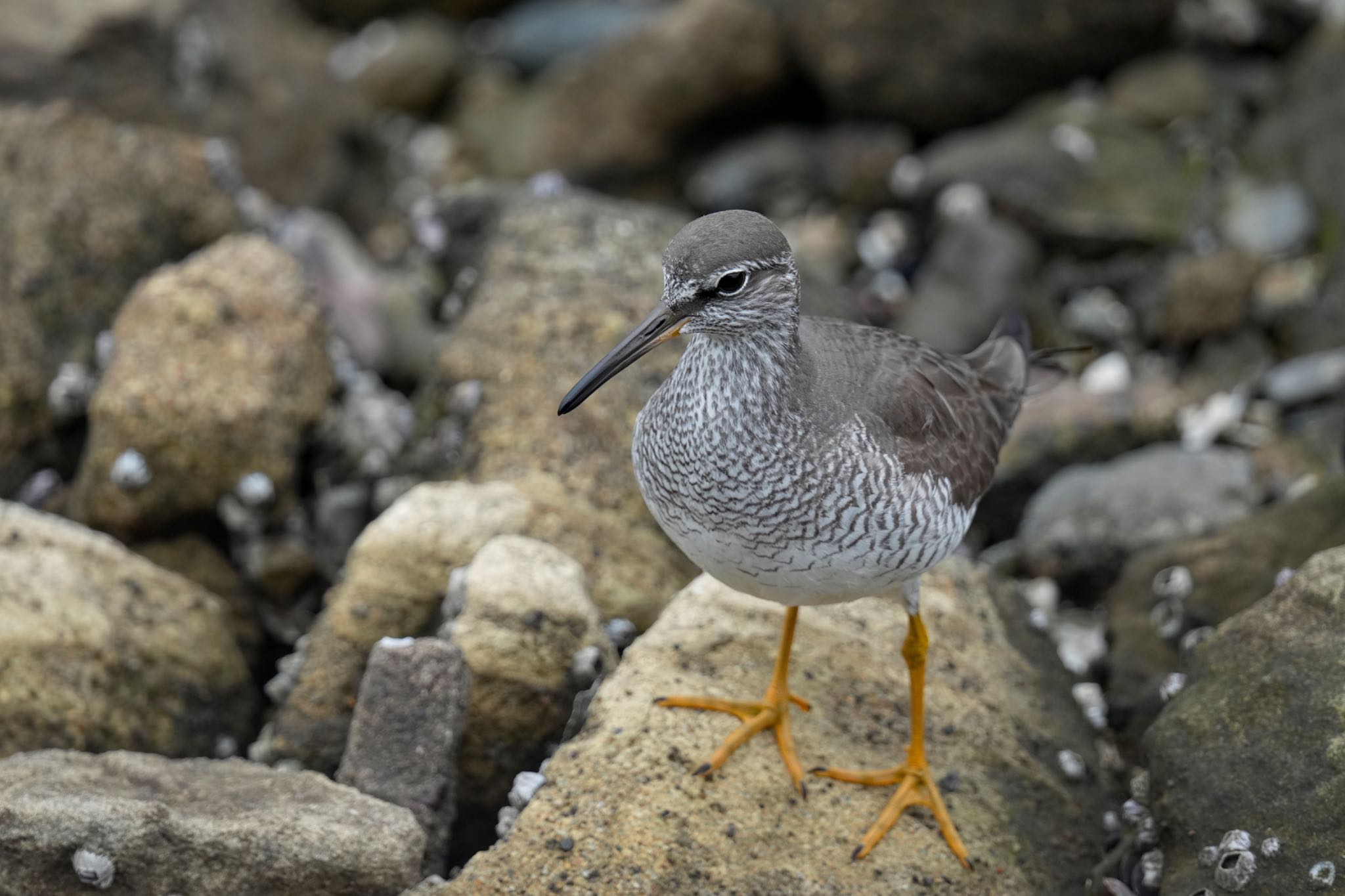 Grey-tailed Tattler