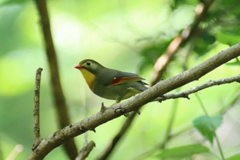 Red-billed Leiothrix 東京都立桜ヶ丘公園(聖蹟桜ヶ丘) Mon, 5/22/2023