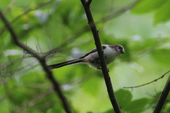 Long-tailed Tit 東京都立桜ヶ丘公園(聖蹟桜ヶ丘) Mon, 5/22/2023