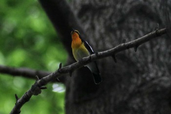 Narcissus Flycatcher 東京都立桜ヶ丘公園(聖蹟桜ヶ丘) Mon, 5/22/2023