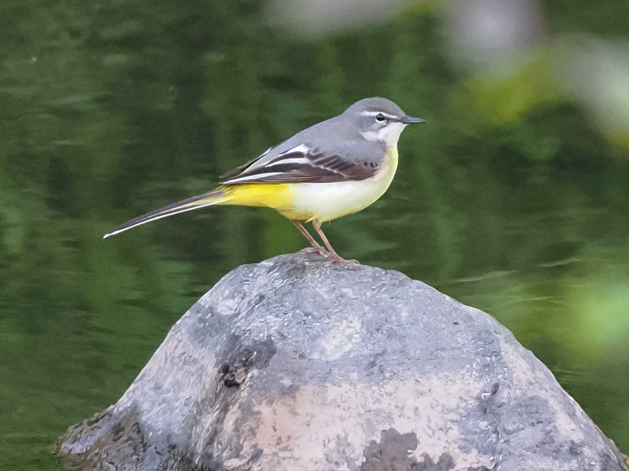 Photo of Grey Wagtail at 福井緑地(札幌市西区) by 98_Ark (98ｱｰｸ)