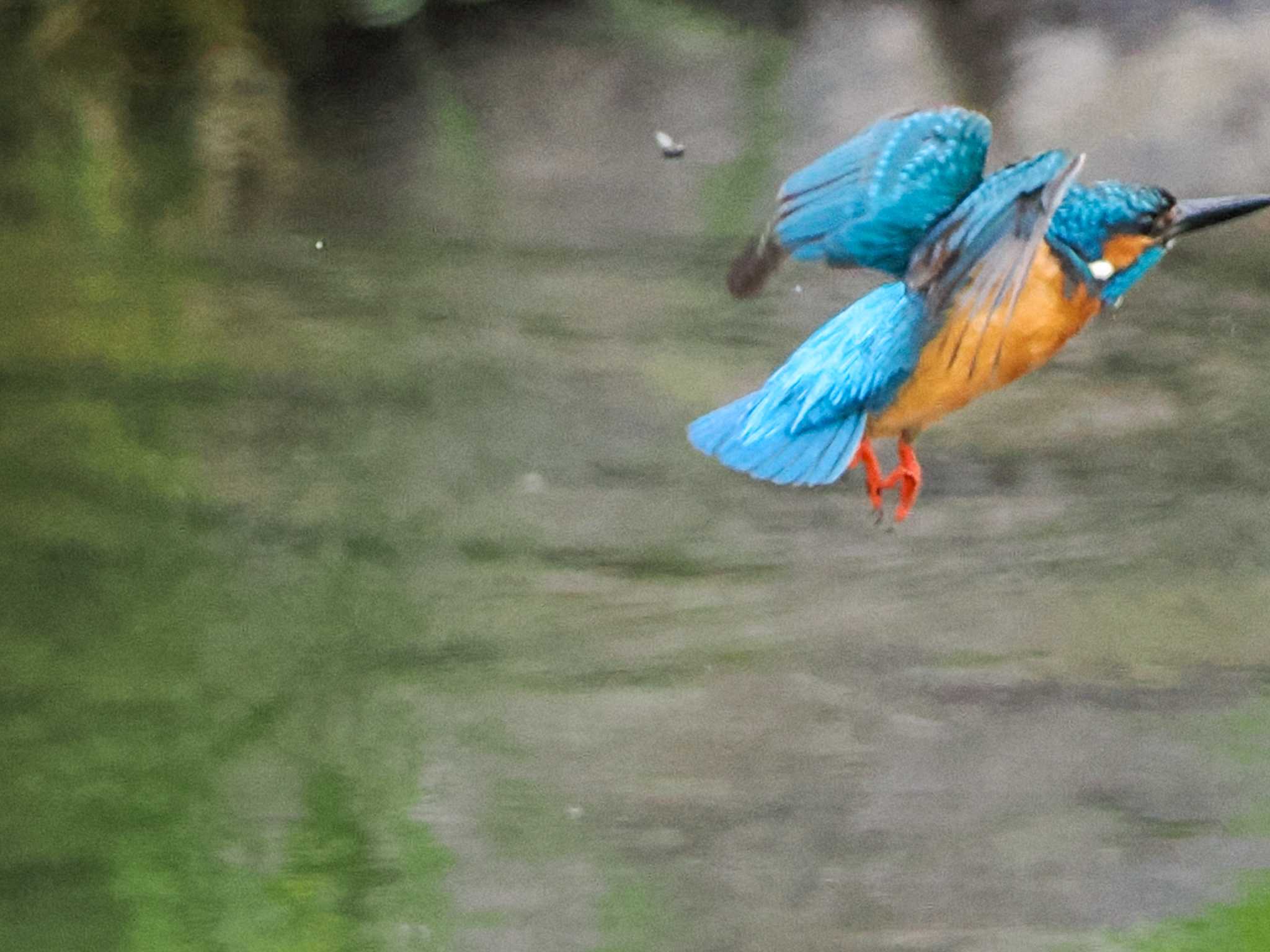 Common Kingfisher