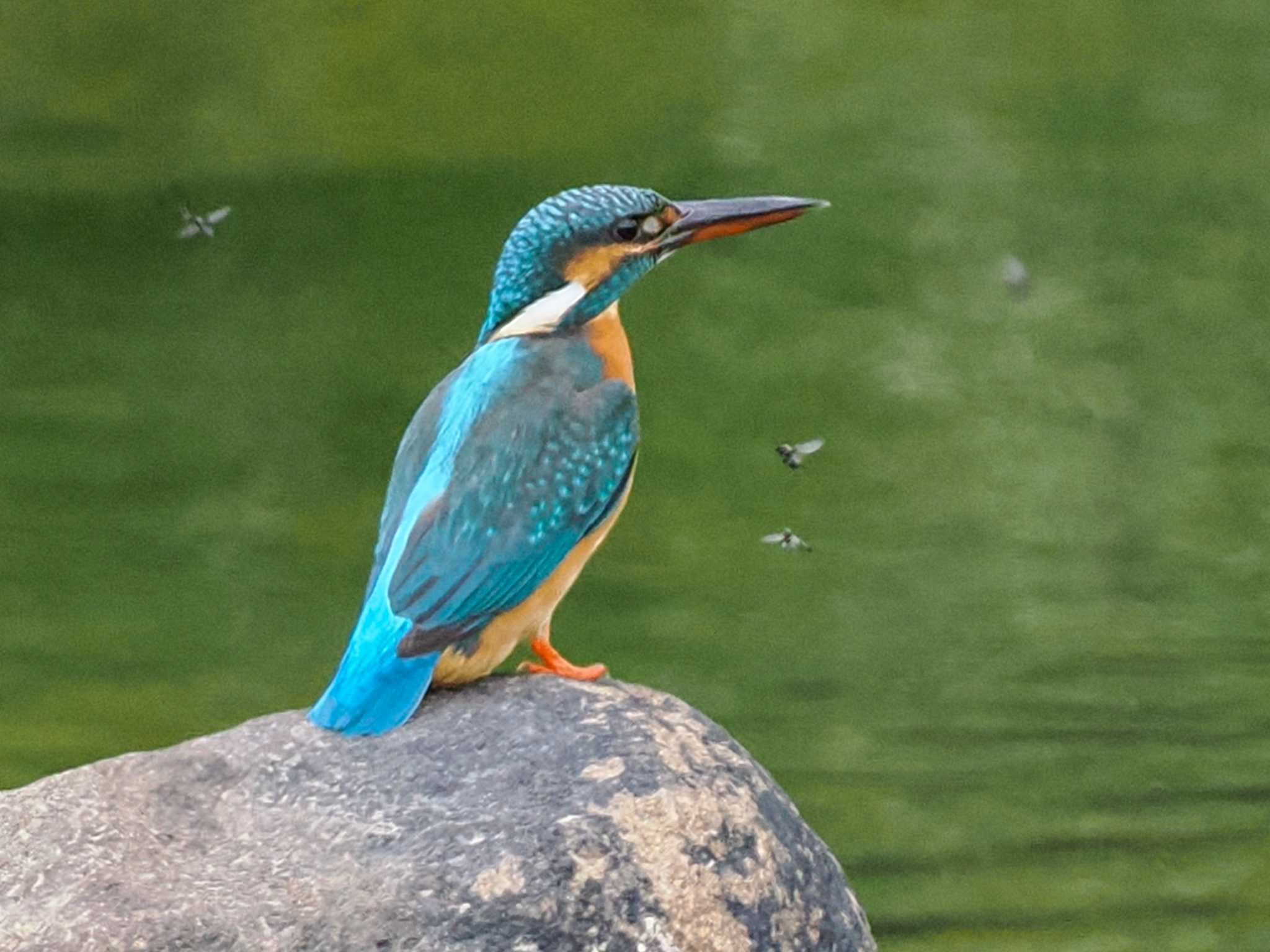 Common Kingfisher