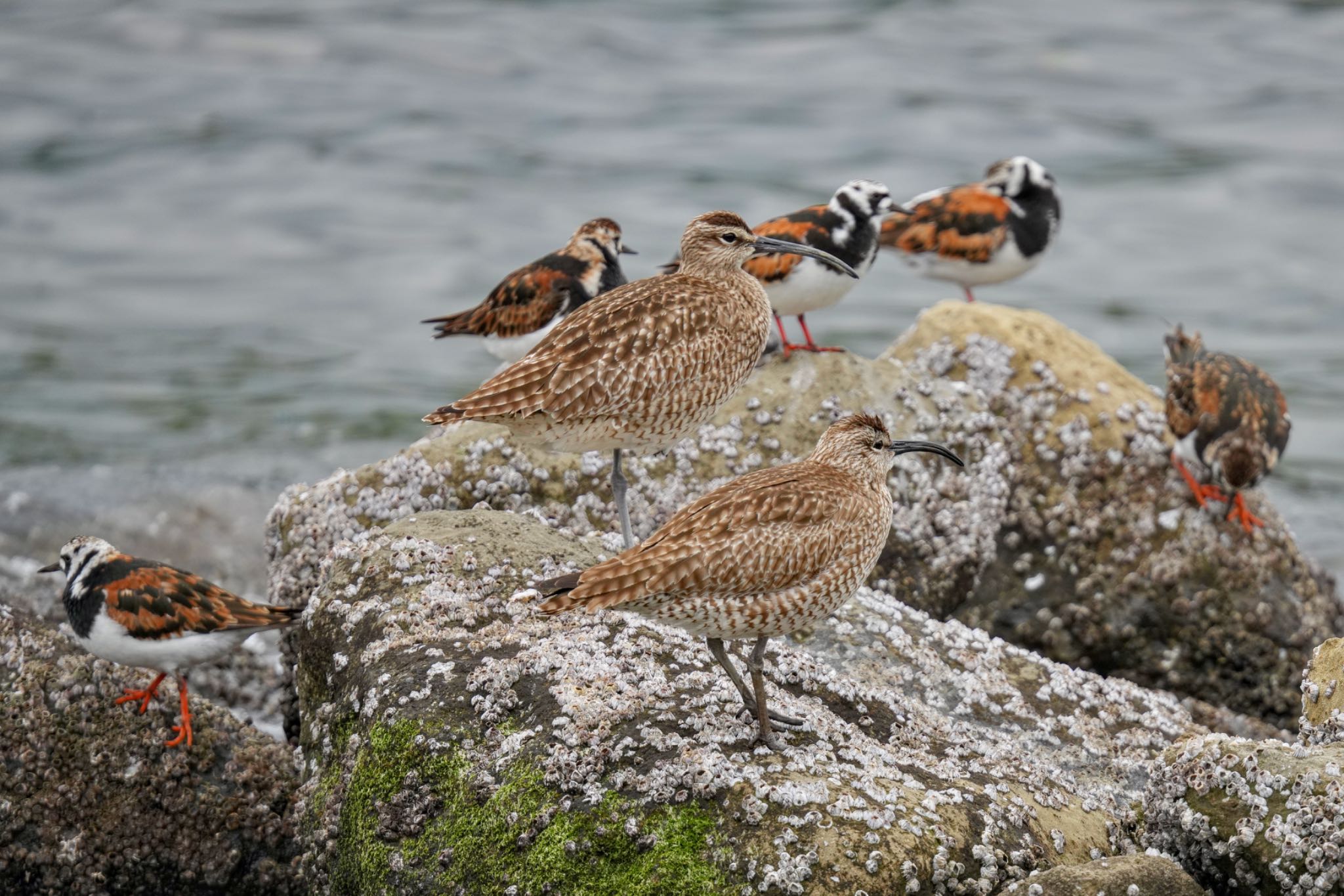 Photo of Eurasian Whimbrel at Tokyo Port Wild Bird Park by アポちん