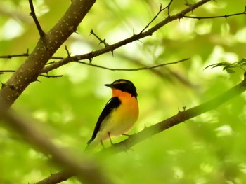 Narcissus Flycatcher 赤城山 Sun, 5/28/2023