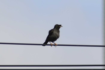 Crested Myna 横浜市戸塚区 Thu, 6/1/2023