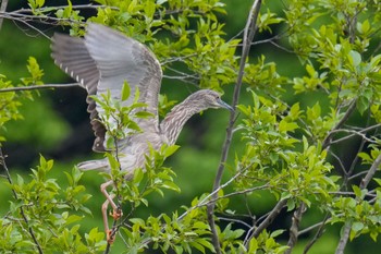 Black-crowned Night Heron Shakujii Park Sun, 5/14/2023