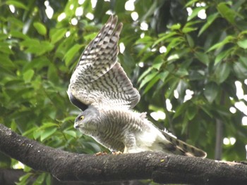 Japanese Sparrowhawk 洗足池(大田区) Wed, 5/31/2023